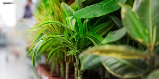 комнатные растения, очищающие воздух